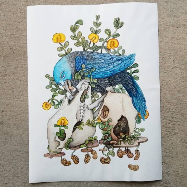 Scrub Jay by Poxodd